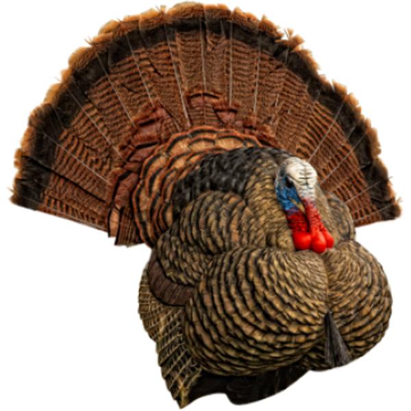 Avian-X LCD Strutter Turkey Decoy
