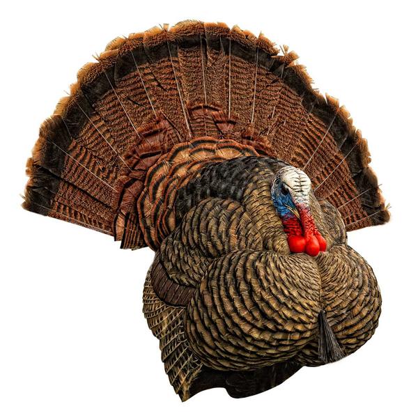 Avian-X LCD Strutter Turkey Decoy